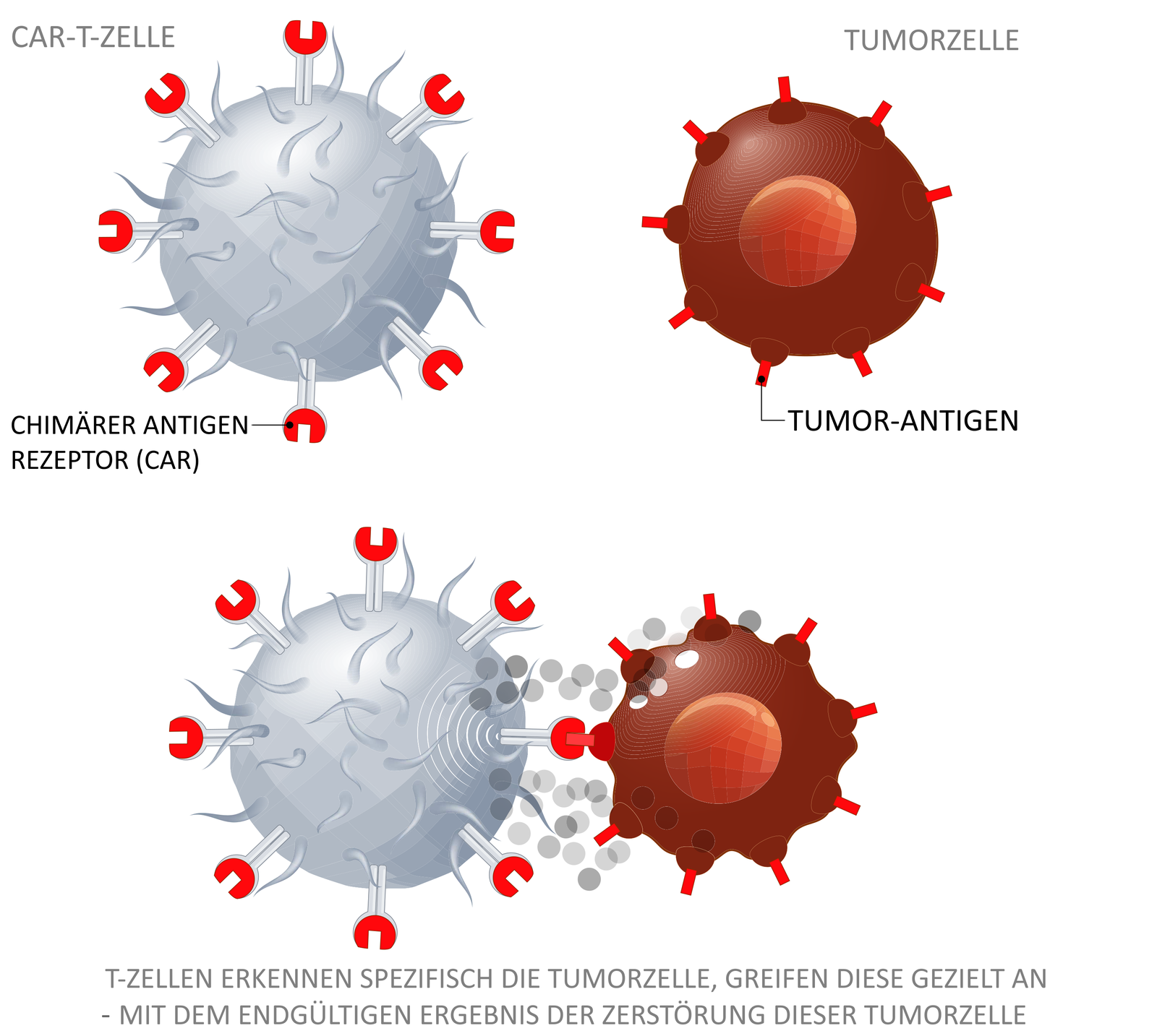 So Funktioniert Die CAR-T-Zelltherapie | CAR-T-Zell Therapie